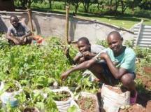 Permaculture training for young people, Uganda