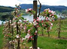 Walking in Balestrand