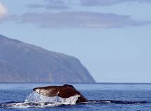 Island Hopping in the Azores