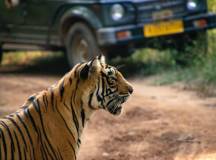 India’s Taj Mahal and Tigers – Premium Adventure