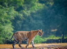 India’s Taj Mahal and Tigers – Premium Adventure