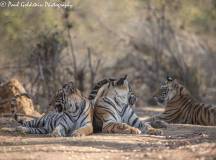 India Photography Safari with Paul Goldstein − Second Departure