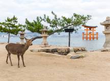 Ancient & Modern Japan