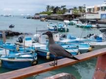 Galapagos: In Darwin’s Footsteps