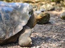 Galapagos: In Darwin’s Footsteps