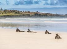 Galapagos: In Darwin’s Footsteps
