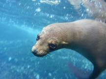 Galapagos: In Darwin’s Footsteps