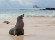 Galapagos: In Darwin’s Footsteps