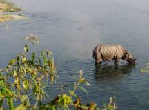 Chitwan Safari Extension