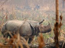 Chitwan Safari Extension