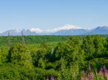 Alaska Wildlife & Wilderness