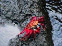Galapagos: In Darwin’s Footsteps