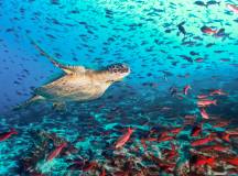 Highlights of Ecuador & the Galapagos