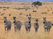 Kenya Safari Adventure
