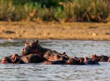 Kenya Safari Adventure
