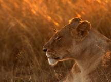 Kenya Safari Adventure
