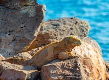 Machu Picchu & Galapagos