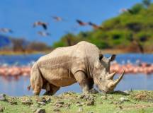 Kenya Safari Adventure