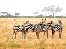 Kenya Safari Adventure