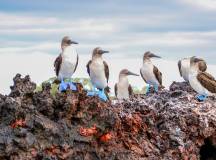 Highlights of Ecuador & the Galapagos