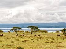 Kenya Safari Adventure