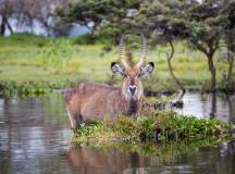 Kenya Safari Adventure