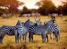 Kenya Safari Adventure