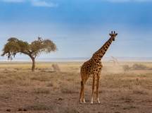 Kenya Safari Adventure