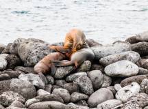 Highlights of Ecuador & the Galapagos