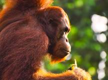 Borneo & the Malaysian Peninsula