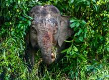 Borneo & the Malaysian Peninsula