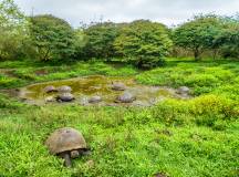 Highlights of Ecuador & the Galapagos