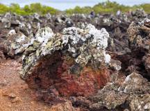 Highlights of Ecuador & the Galapagos