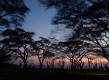 Kenya Safari Adventure
