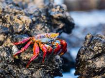 Highlights of Ecuador & the Galapagos