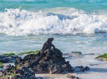 Highlights of Ecuador & the Galapagos