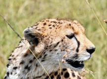 Kenya Safari Adventure
