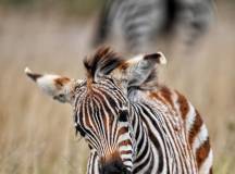 Free to Roam Project, Kenya