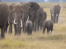 Kenya