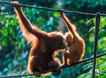 Primates & Dragons of Indonesia