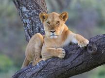 Safari Add-on Tour – after Lemosho Route