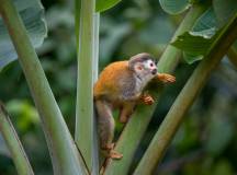 Discover Costa Rica – with Dominical
