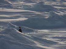 Snow Hill to the Peninsula: Shackleton’s Emperors with Paul Goldstein