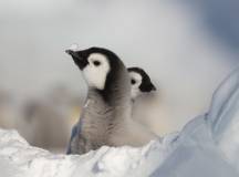 Snow Hill to the Peninsula: Shackleton’s Emperors with Paul Goldstein