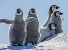 Snow Hill to the Peninsula: Shackleton’s Emperors with Paul Goldstein
