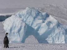 Snow Hill to the Peninsula: Shackleton’s Emperors with Paul Goldstein