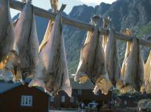 Hike the Lofoten and Vesterålen Islands
