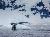 Antarctic Express: Cruise South, Fly North