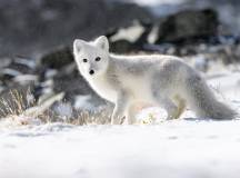 Svalbard Arctic Adventure – Sunny Winter