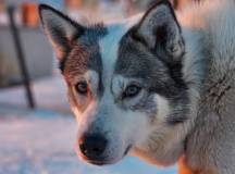 Svalbard Arctic Adventure – Sunny Winter
